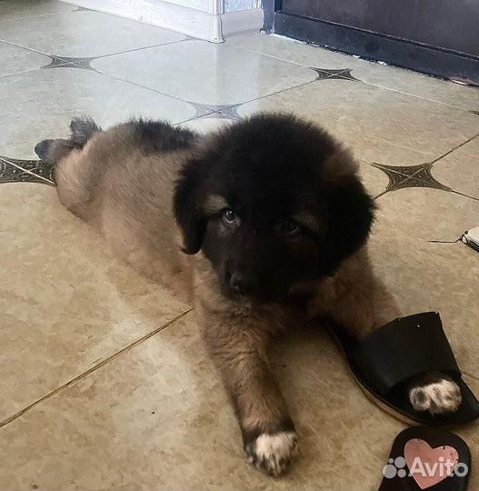 Малыш Тайсон готов стать вашим лучшим другом