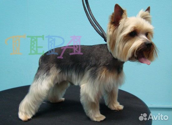 Стригу собак и кошек