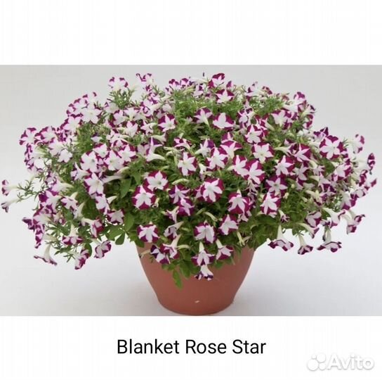 Вегетативная петуния, Тайдал