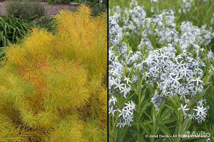 Увулярия и Амсония