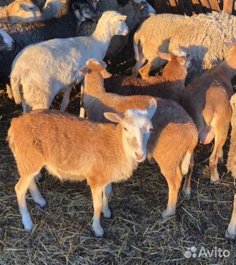 Катумские ягнята