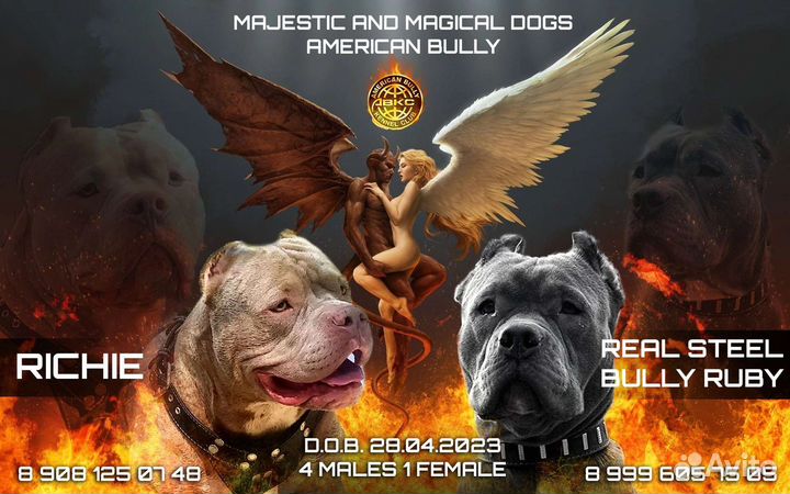 Собаки щенки Американский Булли