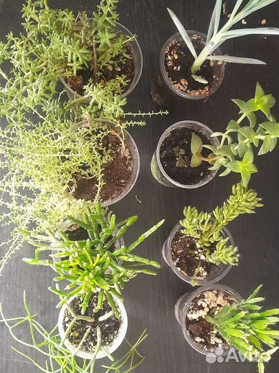 Кактусы и суккуленты