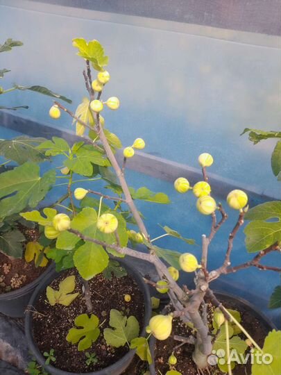 Инжир Паначе (черенки)