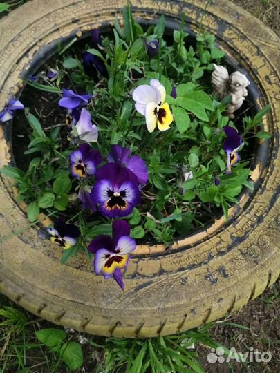 Уличные цветы и комнатные