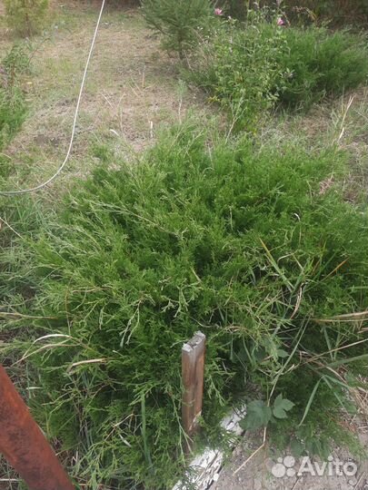 Можжевельник горизонтальный
