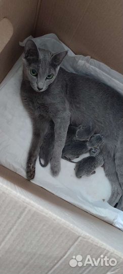 Русская голубая