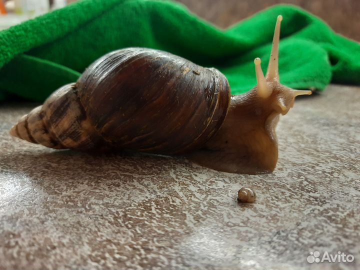 Улитка Ахатина