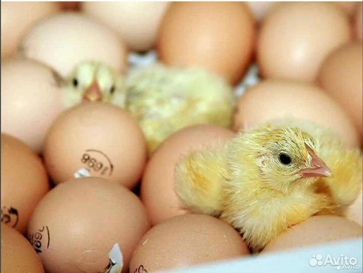 Инкубационное яйцо импортное круглый год