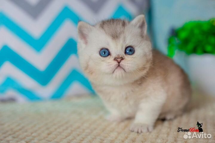 Британский миленький котик