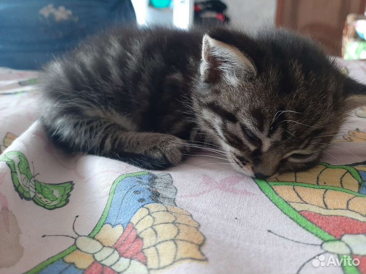 Котята
