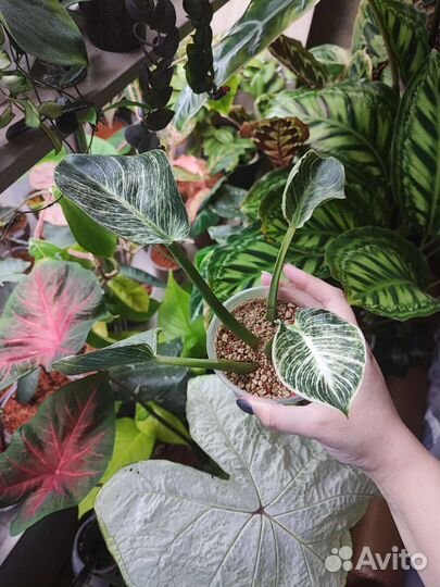 Биркин и хирита Aiko