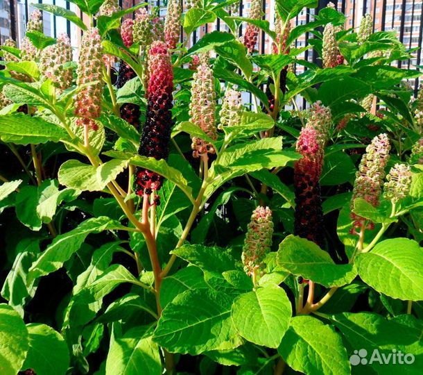 Лаконос(фитолакка)
