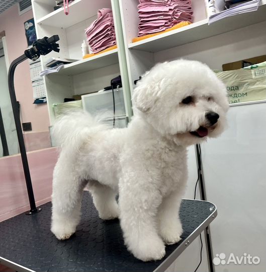 Грумер. Стрижка собак кошек