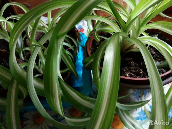 Хлорофитум кудрявый