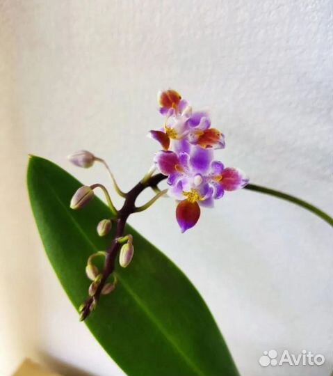 Орхидея фаленопсис equestris (peloric - 3 lips)