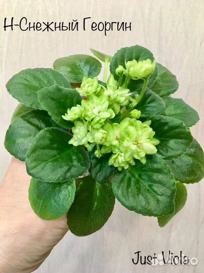 Набор деток мини фиалок