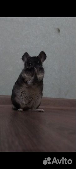 Шиншилла