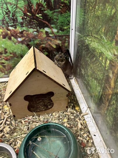 Чилийская белка дегу