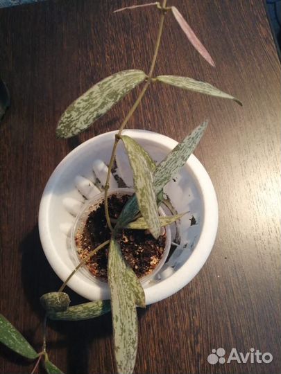 Сансевиерия масониана