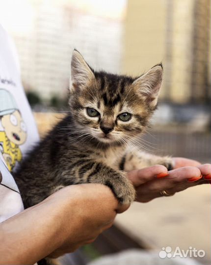 Замечательные котята ищут дом