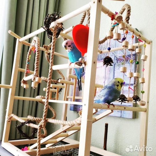 Птичка попугай с клеткой