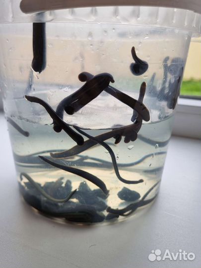 Пиявки медицинские