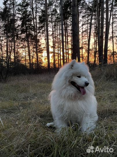 Фотосессия с самоедской собакой