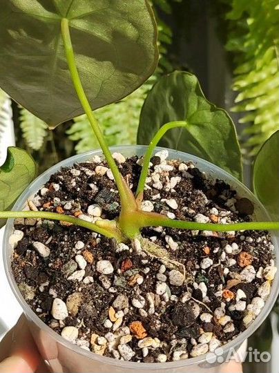 Антуриум форгетти