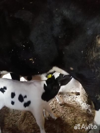 Коровы дойные с телятами