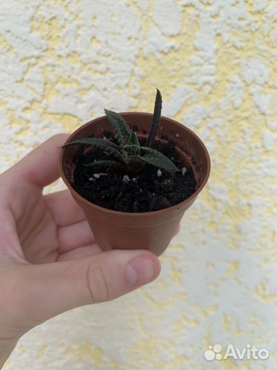 Кактус эхинопсис, суккулент хавортия