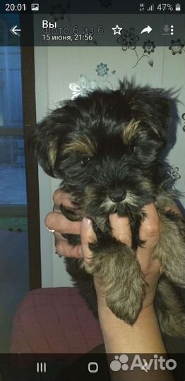 Йоркширский терьер щенки