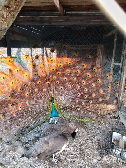 Павлин Цесарка. Инкубационные яйца