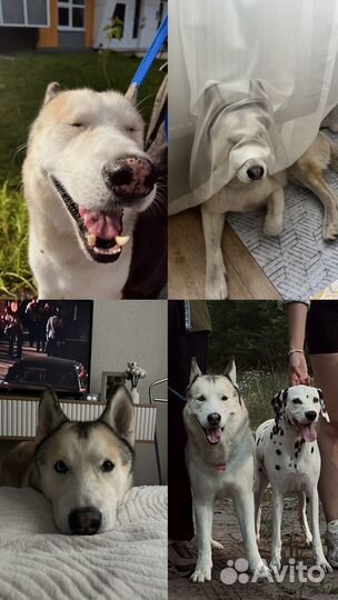 Передержка домашних животных /собак/догситтер