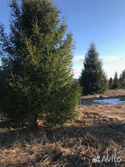 Саженцы хвойных, лиственных, плодовых деревьев