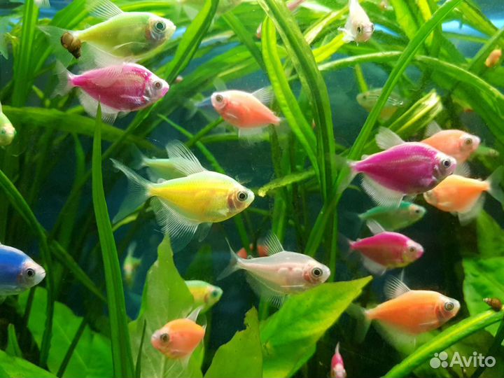 Тернеции всех цветов. Возможна доставка