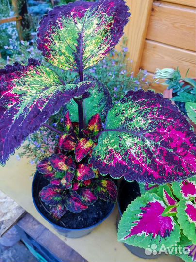 Колеус Аватар, Хенна и другие