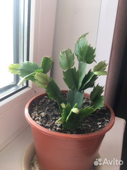 Декабрист шлюмбергера