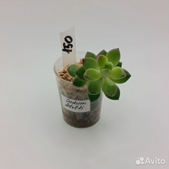 Суккуленты седумы 1