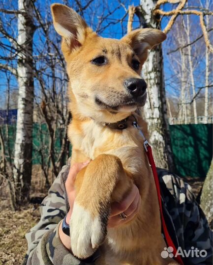 Собака в добрые руки щенок