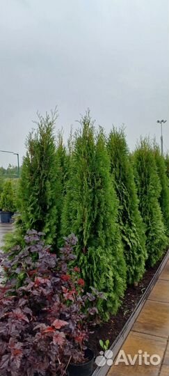 Туя Западная Смарагд 180-200 см