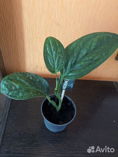 Эпипремнум марбл планет или перу. Марбл квин