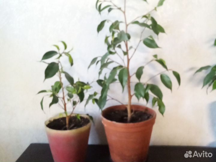 Фикус бенджамина