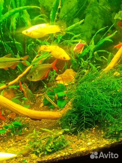 Аквариумные растения