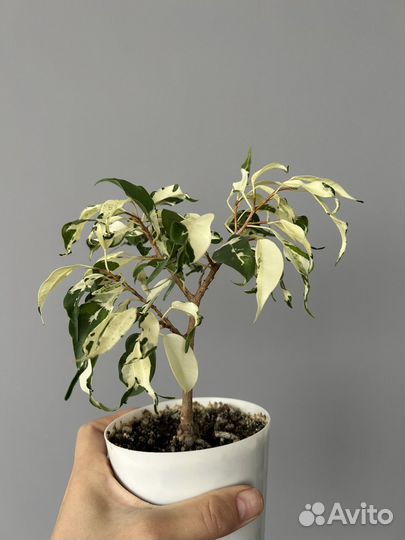 Фикус Керли