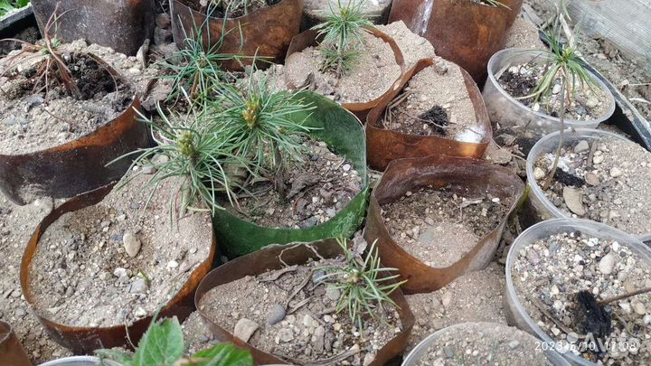 Саженцы сибирского кедра