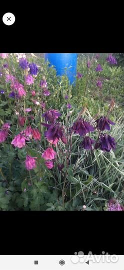 Многолетние цветы по 50р и по 100р