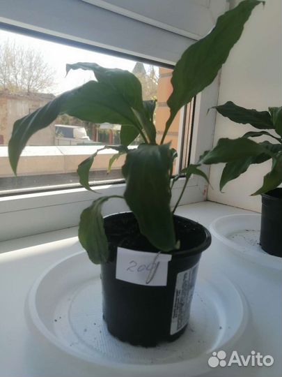 Спатифиллум