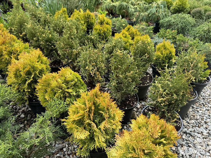 Декоративные растения