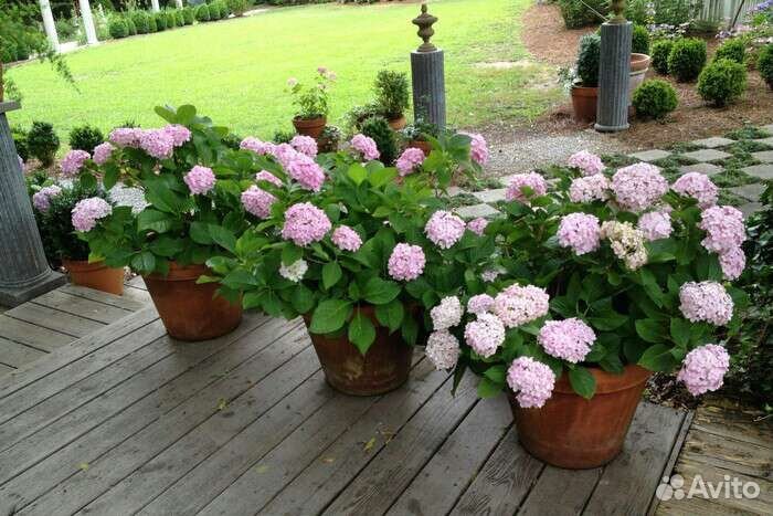 Гортензия Розита. Букет роуз